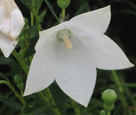 Floarea balon - alb Astra White C3